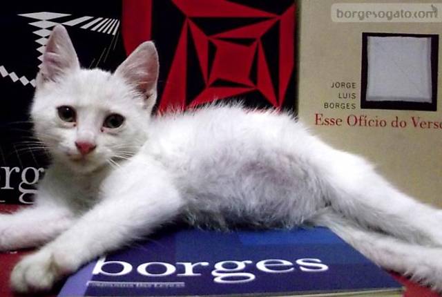 Borges, o gato