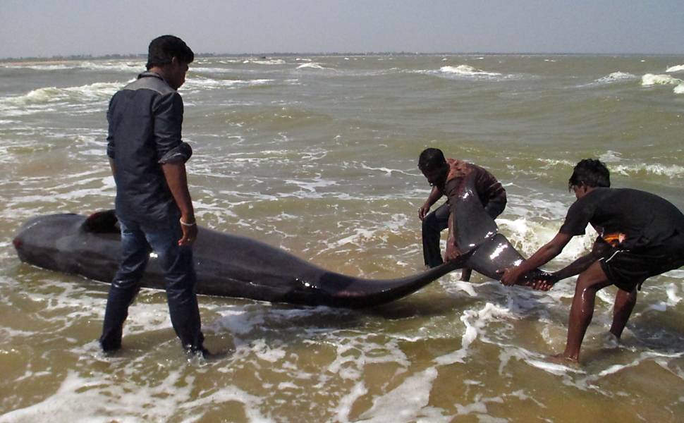Baleias mortas no sul da Índia