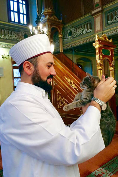 Gatos da mesquita