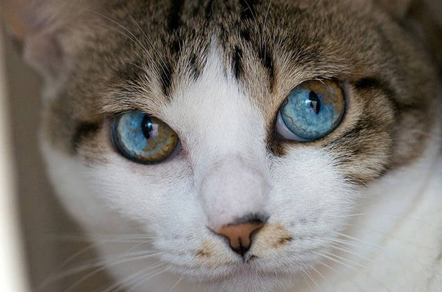 Gatos com heterocromia setorial