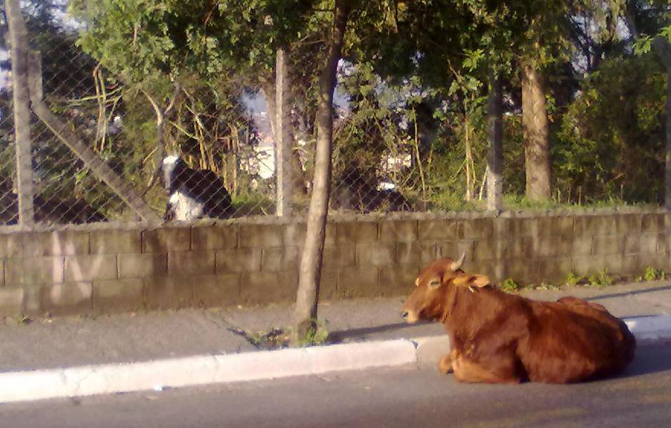  Na Jova Rural há vacas nas ruas e nos muros