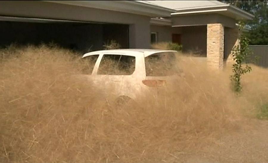 Palha gigante invade casas na Austrália