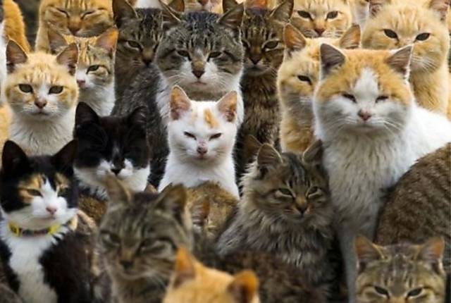 Japoneses comemoram o Dia do Gato