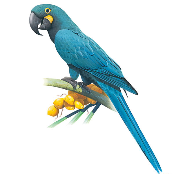 As espécies de papagaio mais raras no Brasil