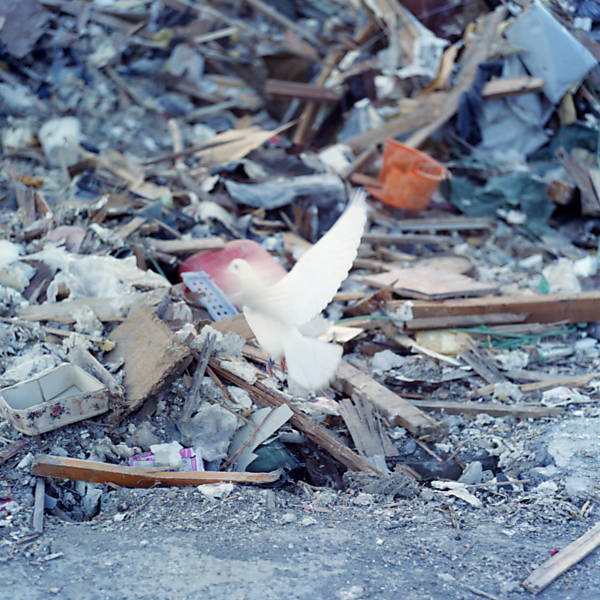 Pássaro sobrevoa um monte de entulho das construções derrubadas pelo terremoto seguido de tsunami que atingiu o norte do Japão em 2011