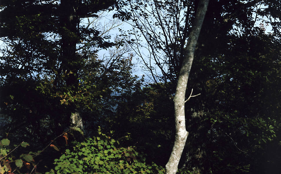 Tomoki Imai fotografou a natureza renascendo na área atingida pelo tsunami de cinco anos atrás, que deixou mais de 10 mil mortos no Japão