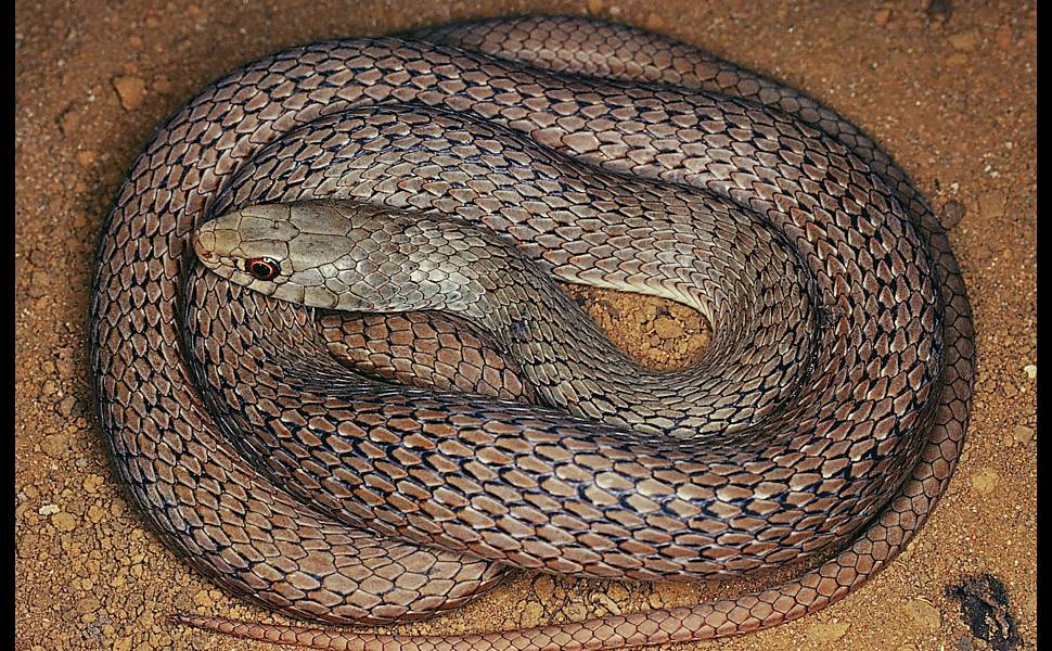 O homem que recebeu picadas de 200 cobras em nome da ciência - BBC News  Brasil