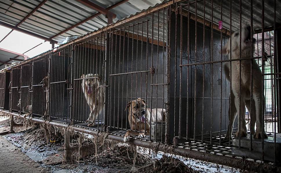 ONGs liberam cachorros na Coreia do Sul