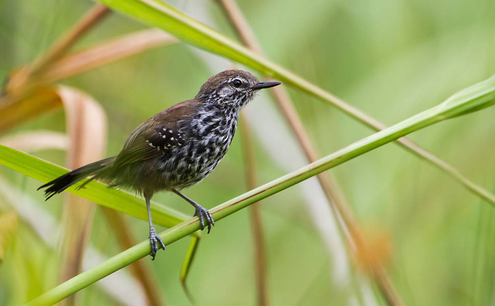 Desconhecido até 2004, o bicudinho-do-brejo-paulista quando foi descoberto pelo ornitólogo Dante Buzzetti durante um trabalho de campo para licenciamento ambiental em Mogi das Cruzes. Existe apenas em uma região de brejo que engloba Mogi, Salesópolis, Biritiba-Mirim, São José dos Campos e Guararema. A população estimada gira em torno de 560 a 620 exemplares