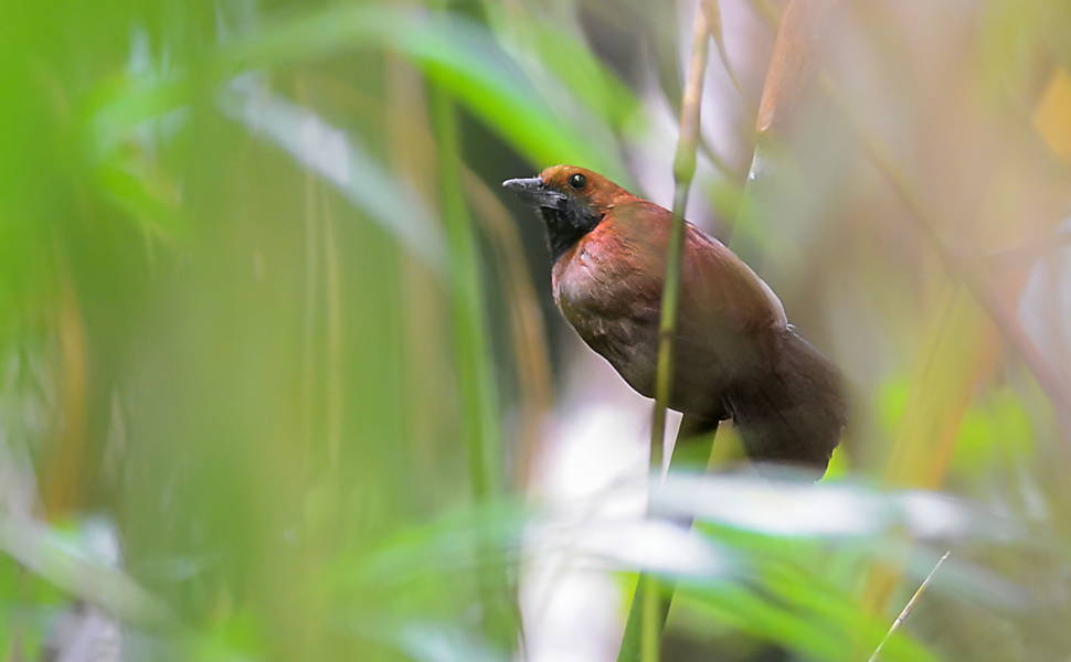 A choca-de-garganta-preta é uma espécie descoberta em 1986, durante uma expedição do Museu de Zoologia da USP e do Museu Field de História Natural (Chicago) para avaliar a possibilidade de construção de uma hidrelétrica no rio Ji-Paraná, em Roraima. A espécie passou quase duas décadas sem novos registros. Recentemente, foi encontrada durante a realização de novos estudos de licenciamento ambiental
