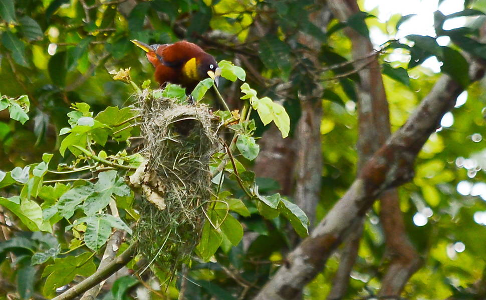 Esse pássaro, ainda sem nome, está sendo estudado e não foi formalmente descrito. É uma espécie de japu que se parece com o japu-de-capacete. Foi descoberto em 2012 pelos ornitólogos Bruno Rennó e Vitor Torga, na região do Rio Juruena, no Mato Grosso, durante um estudo de impacto ambiental para uma obra. Até agora foi detectada somente uma população da espécie