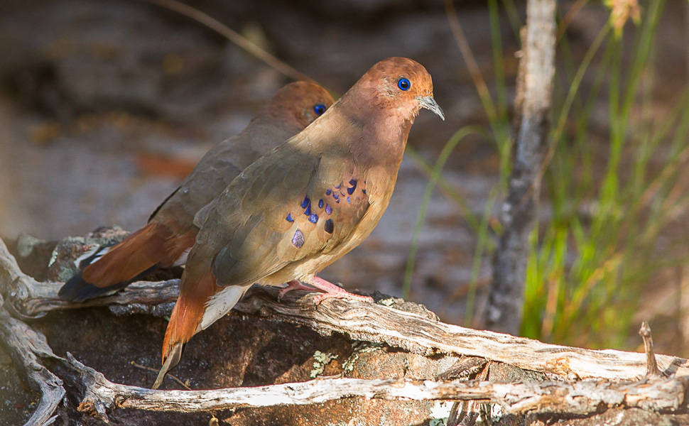 Em pesquisas de licenciamento, ornitólogos encontram e reencontram aves raras