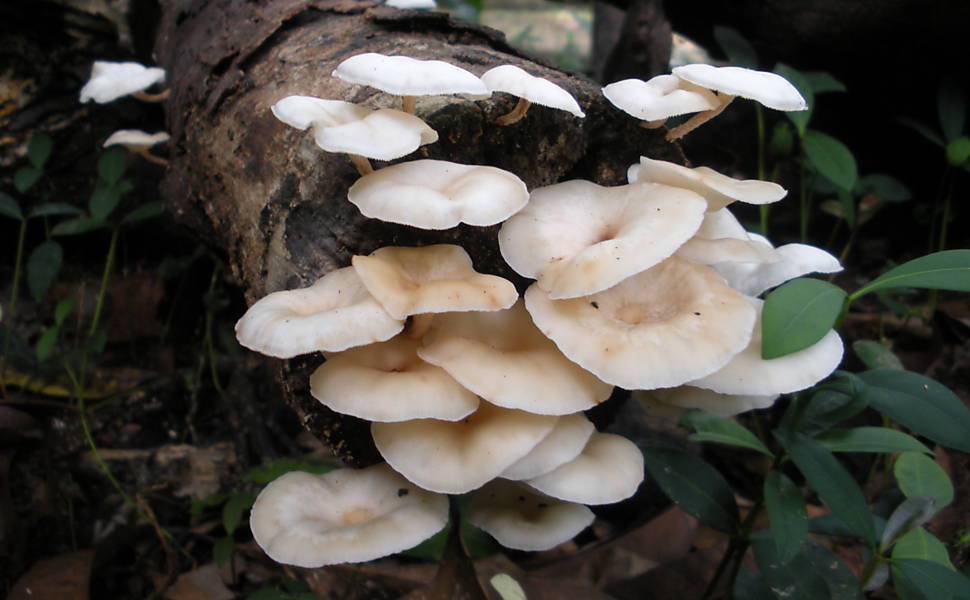 Cogumelos da Amazônia