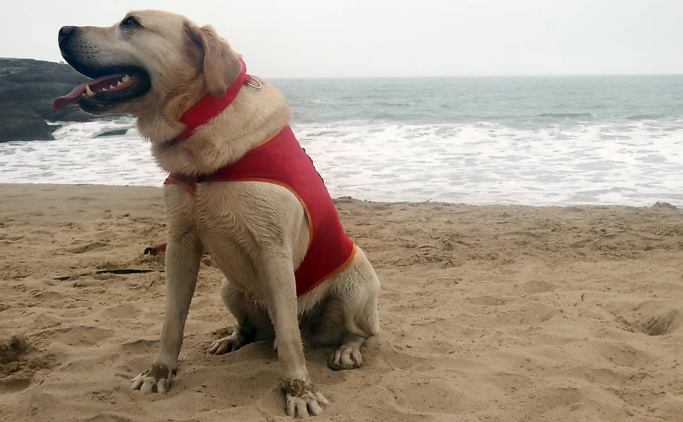 Ice, o cão treinado para salvar vidas no mar em SC