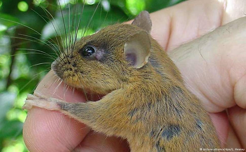 Cientistas descobrem 28 novos mamíferos nas Filipinas
