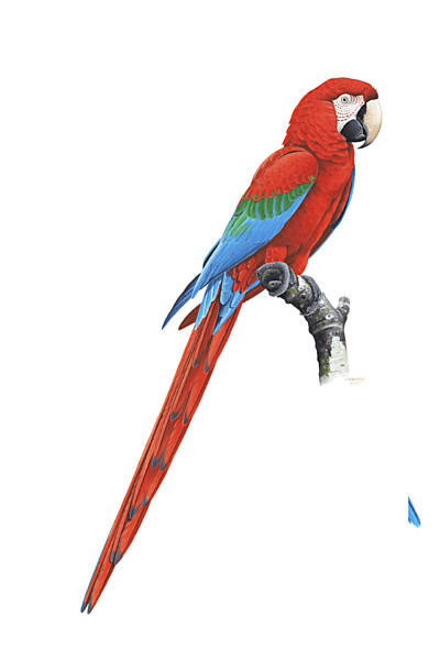 As espécies de papagaio mais comuns no Brasil