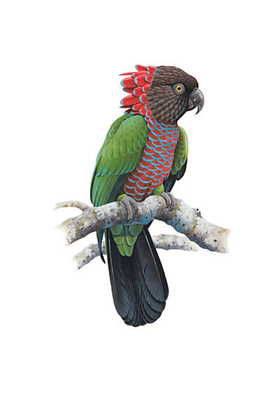 As espécies de papagaio mais curiosas do Brasil