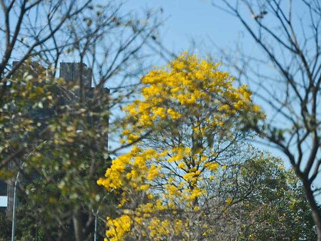 Floração de ipês-amarelos em Brasília