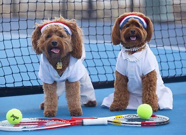Cachorros olímpicos