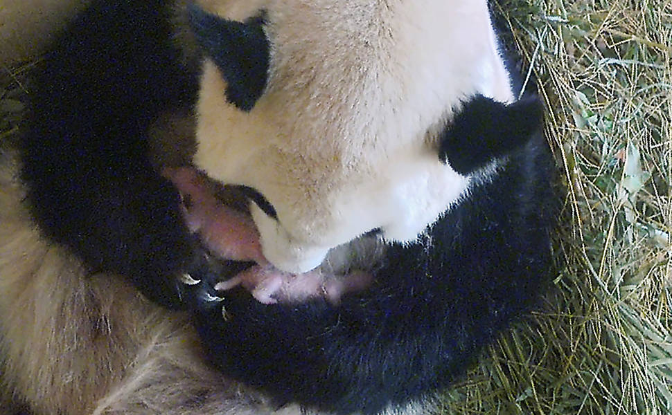 Panda gigante dá à luz gêmeos em Viena
