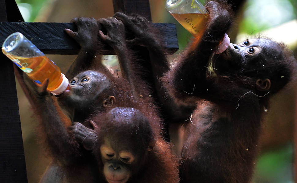 Escola para orangotangos em Bornéu