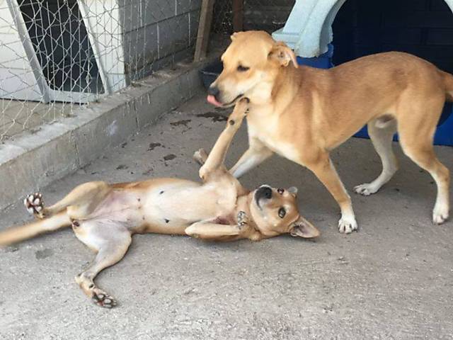 Cães abrigados em ONG no Rio