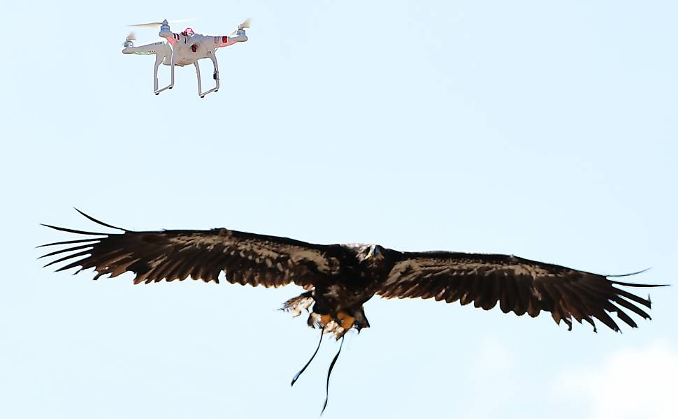 Águias Treinadas Para Capturar Drones