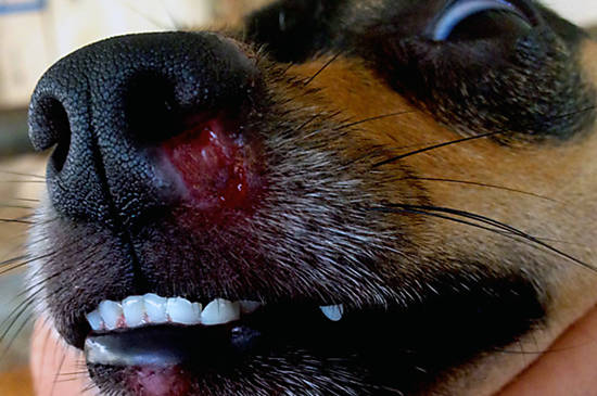 Cães em tratamento com milteforan