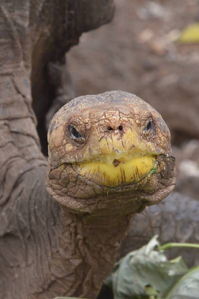 Tartaruga gigante de Galápagos 