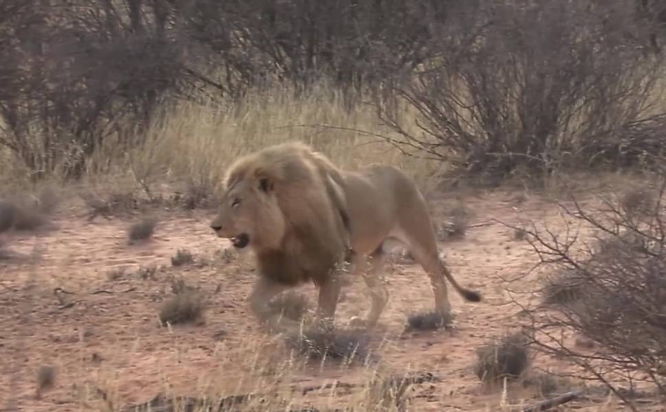 Caça a 'leões enlatados' na África do Sul