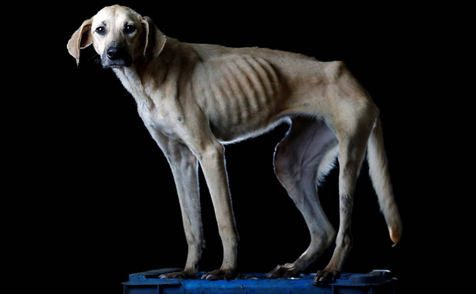 Cães na Venezuela