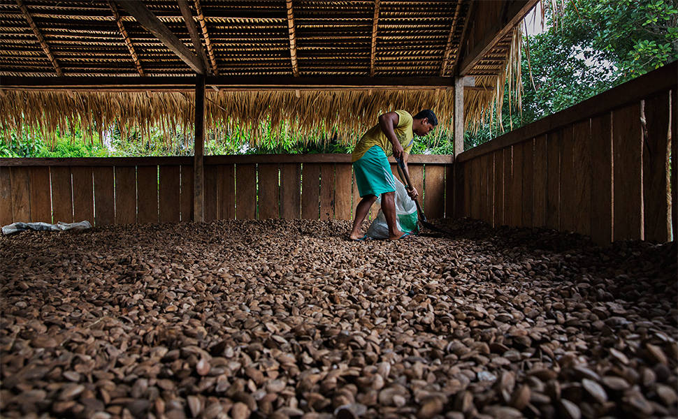 Morador da comunidade de Rio Novo, na Reserva Extrativista do Rio Iriri, no Pará, trabalha no beneficiamento da castanha de usina comunitária