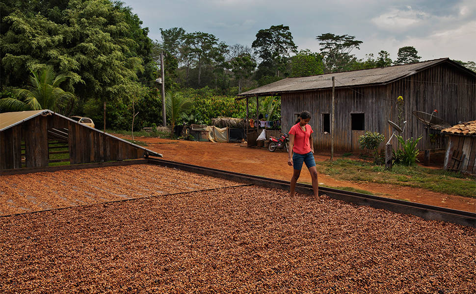 Cacau durante o processo de secagem em sítio no município de Medicilândia (PA)
