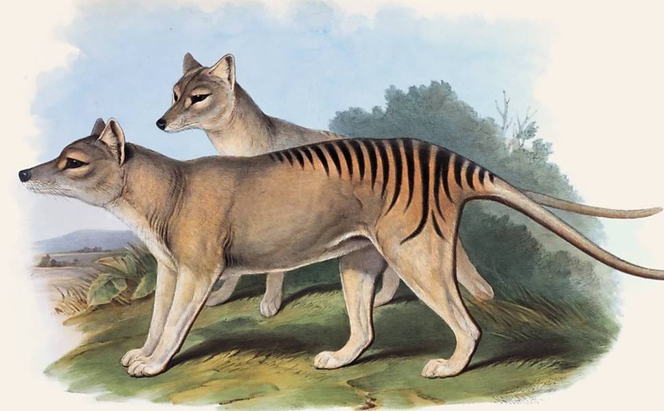 Tigre-da-tasmânia