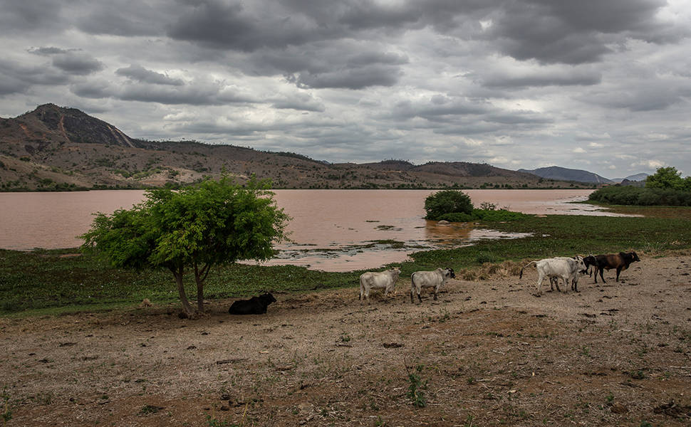 Animais em área próxima ao rio Doce em Aimorés (MG), onde a lama da barragem rompida contaminou a água