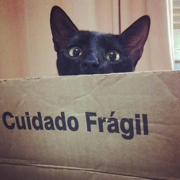 Campanha de ONG desmistifica a ideia de que gato preto dá azar