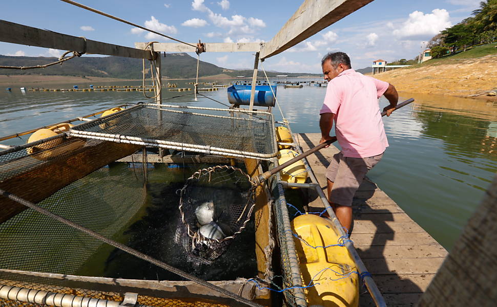 Aldenir Costa recolhe peixes  em criadouro de peixes às margens do lago de Furnas