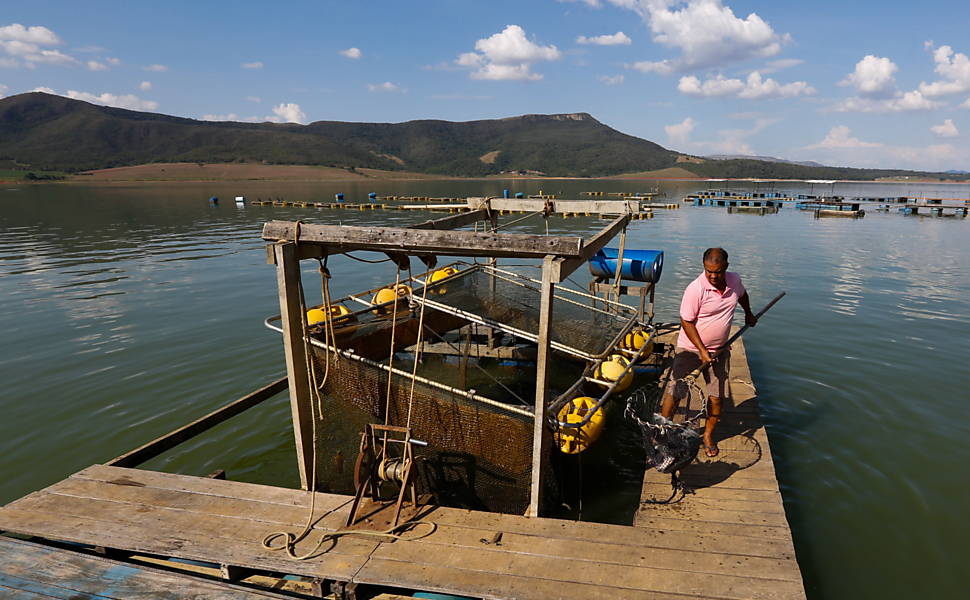 Aldenir Costa recolhe peixes  em criadouro de peixes às margens do lago de Furnas