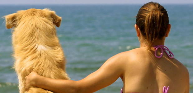 Cães na piscina e na praia