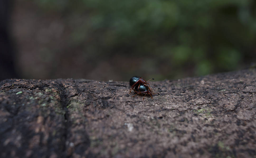 Parque Ecológico Serra do Japi