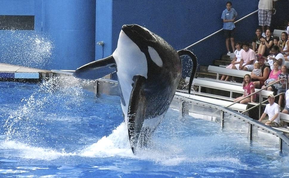 Veja fotos de Tilikum, a baleia assassina do documentário 'Blackfish'