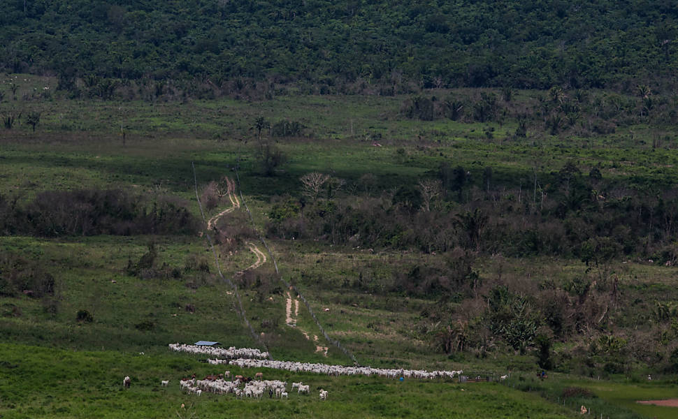 Gado que é vendido para a JBS está em área de desmate ilegal