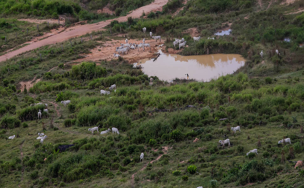 Frigorífico da JBS no Pará é acusado de compra de gado oriundo de desmate ilegal