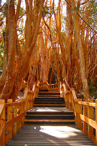 Arrayán, árvore que tem coloração caramelada e chega a medir 25 metros de altura