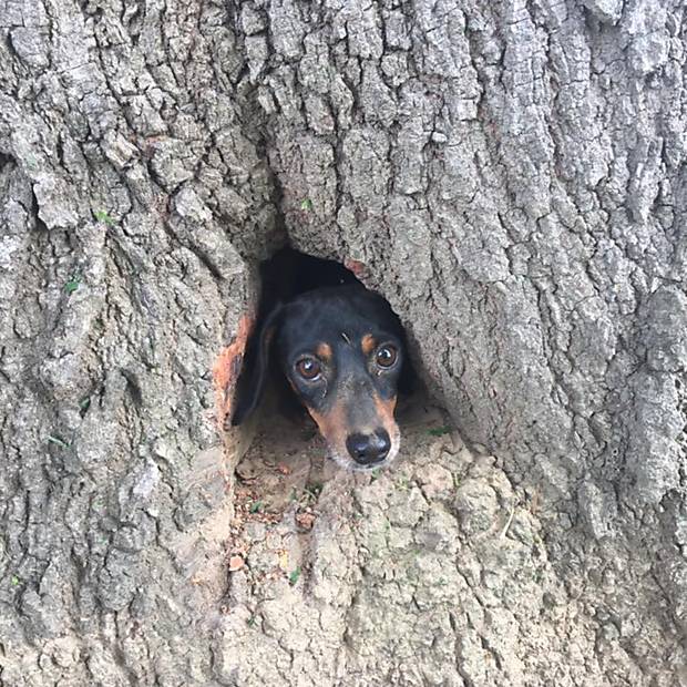Cachorro preso em árvore