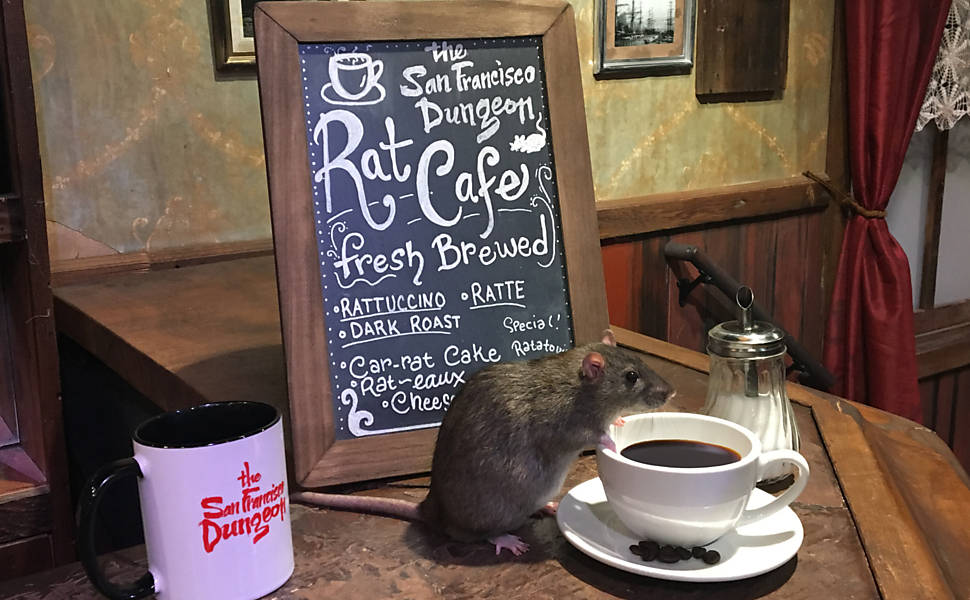 'The Rat Cafe'