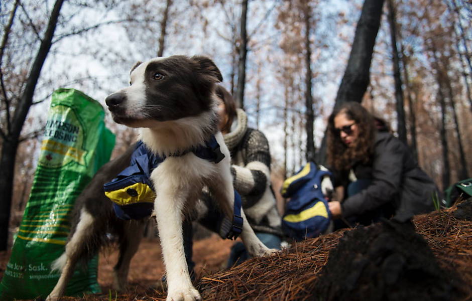 Cadelas ajudam a reflorestar no Chile