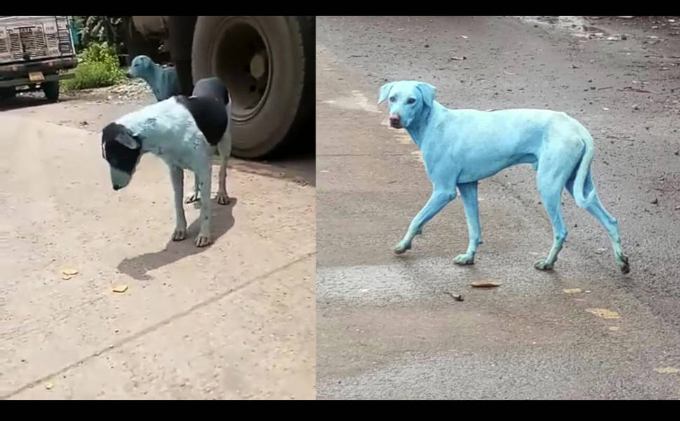 Cachorros vira-lata azuis em Mumbai