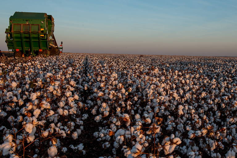 Colheita de safra recorde de algodão em Campo Verde (MT)
