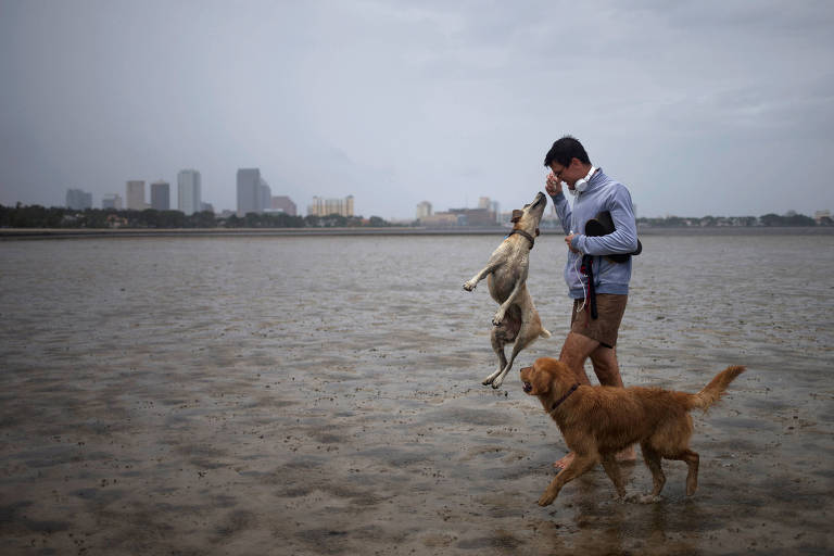 Homem brinca com cachorros em Tampa, nos EUA, onde mar recuou antes da chegada do furaco Irma